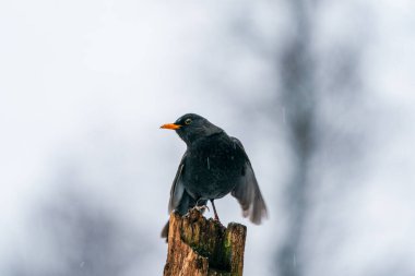 Polonya 'nın Bialowieza ormanındaki Euroasian Blackbird (Turdus merula). Seçici odak