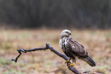 Bialowieza Ormanı, Polonya 'da Akbaba (Buteo buteo). Seçici odak