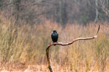 Raven (Corvus corax), Polonya 'nın Bialowieza ormanında. Seçici odak