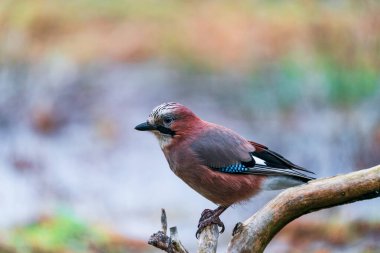 Polonya 'nın Bialowieza ormanında Avrasyalı Jay (Garrulus glandarius) - seçici odaklanma