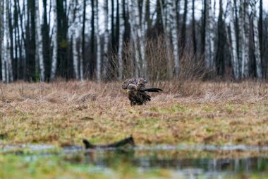 Beyaz kuyruklu kartal (Haliaeetus albicilla) Polonya 'nın Bialowieza ormanında. Seçici odak