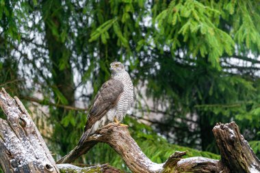 Polonya 'nın Bialowieza ormanındaki Avrasya Şahini (Accipiter gentilis). Seçici odak