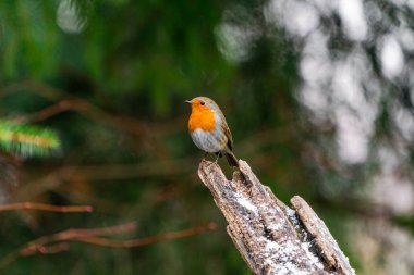 Robin (Erithacus rubecula) Bialowieza ormanında - seçici odak