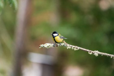 Great tit (Parus major) in Bialowieza forest, Poland - selective focus clipart