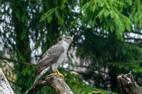 Polonya 'nın Bialowieza ormanındaki Avrasya Şahini (Accipiter gentilis). Seçici odak