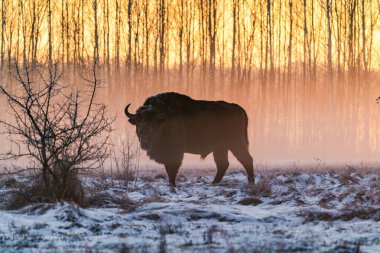 Avrupa bizonu (Bison bonasus), Polonya 'nın Bialowieza ormanında yükselen güneşe karşı sislerin arasında duruyor.