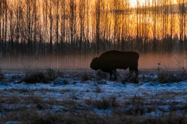 Polonya 'nın Bialowieza ormanında doğan güneşe karşı Avrupa bizonu silueti (Bison bonasus)