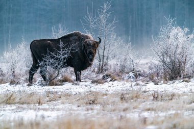 Avrupa bizonu (Bison bonasus) kışın şafak vakti Bialowieza ormanında, Polonya