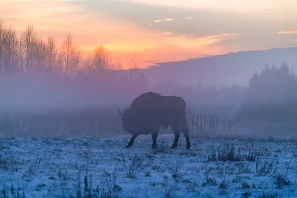 Silueta Bizonului European Bison Bonasus Ceață Timpul Iernii Pădurea Bialowieza — Fotografie, imagine de stoc