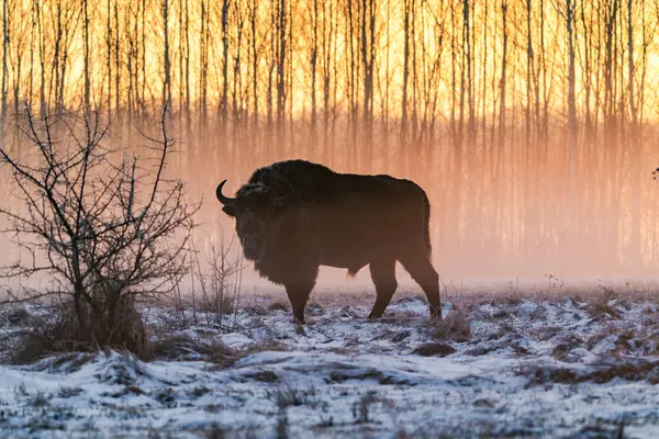 Zimbri Europeni Bison Bonasus Stând Ceață Împotriva Răsăritului Soarelui Timpul — Fotografie, imagine de stoc