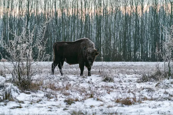 Avrupa bizonu (Bison bonasus) kışın şafak vakti Bialowieza ormanında, Polonya