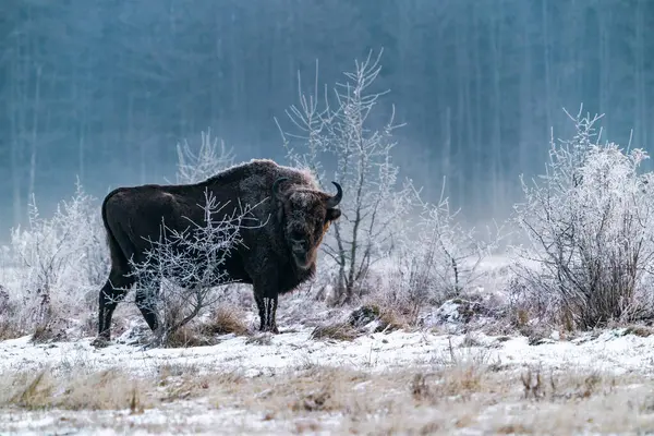 Bisonte Europeo Bison Bonasus Invierno Bosque Bialowieza Amanecer Polonia Imágenes de stock libres de derechos