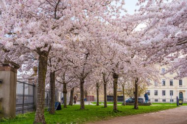 COPENHAGEN, DENMARK - 14 Nisan 2024: Langelinie parkında St. Alban Kilisesi ve Kopenhag, Danimarka 'daki Kastellet yakınlarında güzel kiraz ağaçları