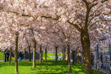 COPENHAGEN, DENMARK - 14 Nisan 2024: Langelinie parkında St. Alban Kilisesi ve Kopenhag, Danimarka 'daki Kastellet yakınlarında güzel kiraz ağaçları