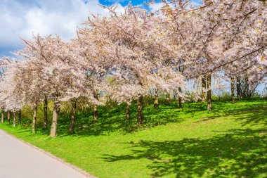 Danimarka, Kopenhag 'daki Langelinie parkında güzel kiraz ağaçları