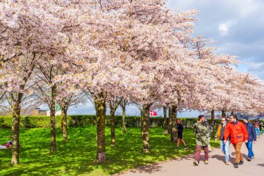 COPENHAGEN, DENMARK - 14 Nisan 2024: Langelinie parkında St. Alban Kilisesi ve Kopenhag, Danimarka 'daki Kastellet yakınlarında güzel kiraz ağaçları