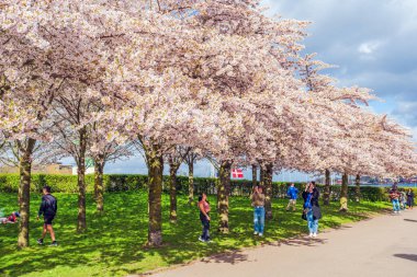 COPENHAGEN, DENMARK - 14 Nisan 2024: Langelinie parkında St. Alban Kilisesi ve Kopenhag, Danimarka 'daki Kastellet yakınlarında güzel kiraz ağaçları