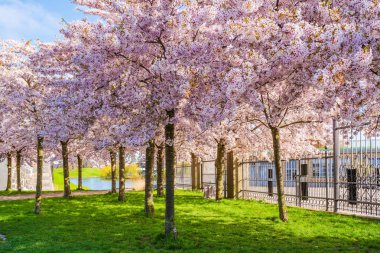 Danimarka, Kopenhag 'daki Langelinie parkında güzel kiraz ağaçları