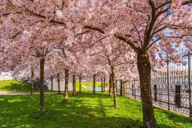 Danimarka, Kopenhag 'daki Langelinie parkında güzel kiraz ağaçları