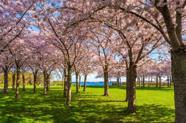 Danimarka, Kopenhag 'daki Langelinie parkında güzel kiraz ağaçları