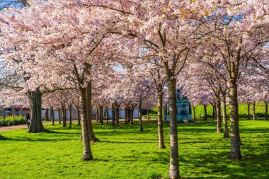 COPENHAGEN, DENMARK - 17 Nisan 2024: Langelinie parkında St. Alban Kilisesi ve Kopenhag, Danimarka 'daki Kastellet yakınlarında güzel kiraz ağaçları