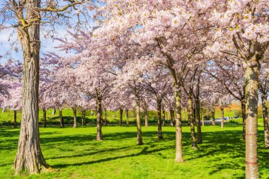 Danimarka, Kopenhag 'daki Langelinie parkında güzel kiraz ağaçları