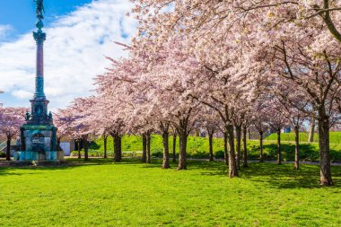 Danimarka, Kopenhag 'daki Langelinie parkında güzel kiraz ağaçları