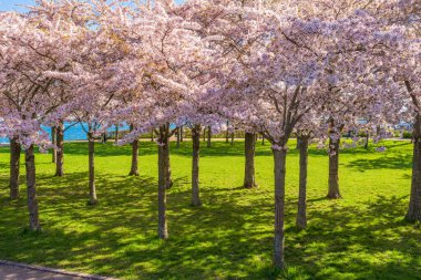 Danimarka, Kopenhag 'daki Langelinie parkında güzel kiraz ağaçları