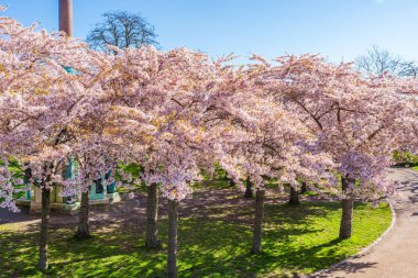 Danimarka, Kopenhag 'daki Langelinie parkında güzel kiraz ağaçları