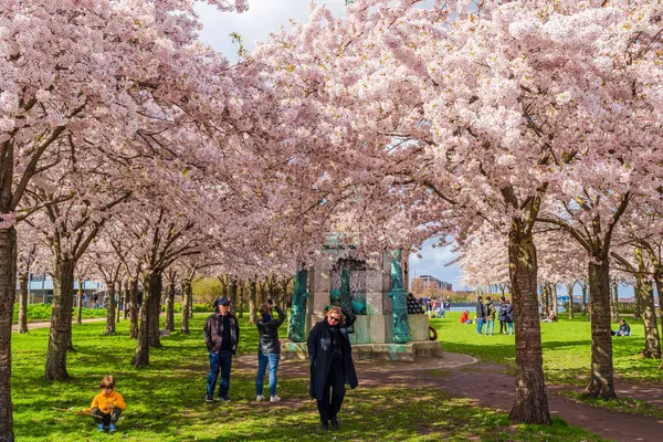 COPENHAGEN, DENMARK - 14 Nisan 2024: Langelinie parkında St. Alban Kilisesi ve Kopenhag, Danimarka 'daki Kastellet yakınlarında güzel kiraz ağaçları