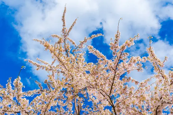 Beautiful Cherry Blossom Sky Selective Focus Stockbild