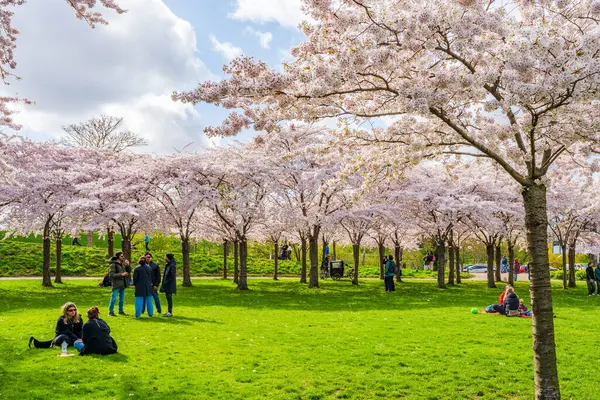 Copenhagen Denmark April 2024 Beautiful Cherry Blossom Trees Langelinie Park fotografii de stoc fără drepturi de autor
