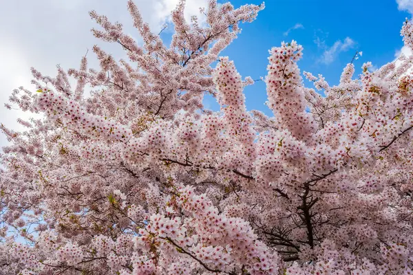 Beautiful Cherry Blossom Sky Selective Focus lizenzfreie Stockbilder