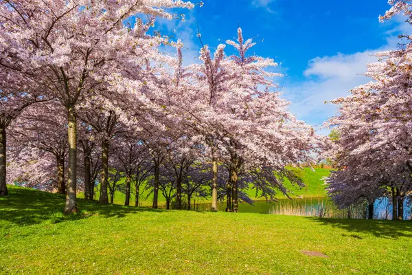 Beautiful Cherry Blossom Trees Langelinie Park Copenhagen Denmark lizenzfreie Stockbilder