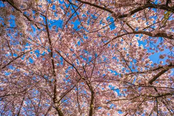 Beautiful Cherry Blossom Blue Sky Selective Focus Stockfoto