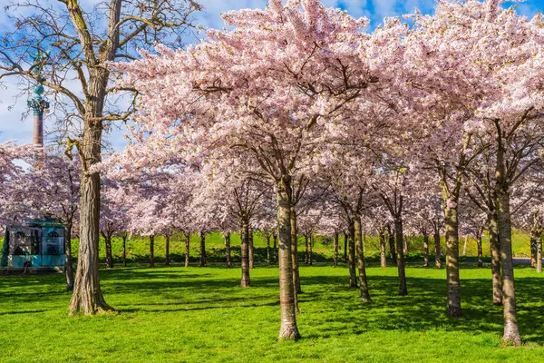 Beautiful Cherry Blossom Trees Langelinie Park Copenhagen Denmark Stockbild