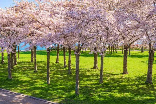 Beautiful Cherry Blossom Trees Langelinie Park Copenhagen Denmark Stockbild