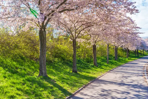 Beautiful Cherry Blossom Trees Langelinie Park Copenhagen Denmark Stockfoto
