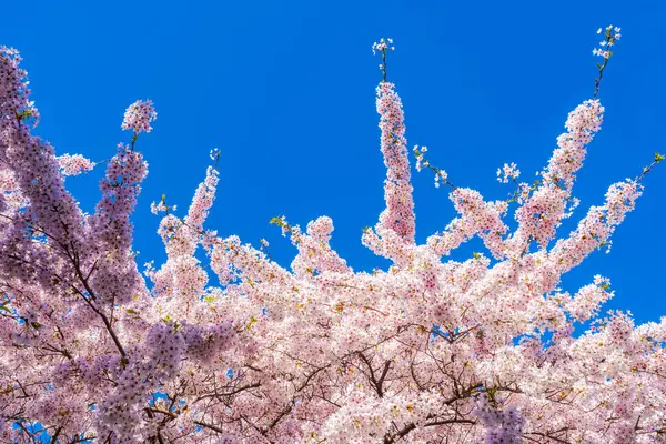 Beautiful Cherry Blossom Blue Sky Selective Focus Stockbild