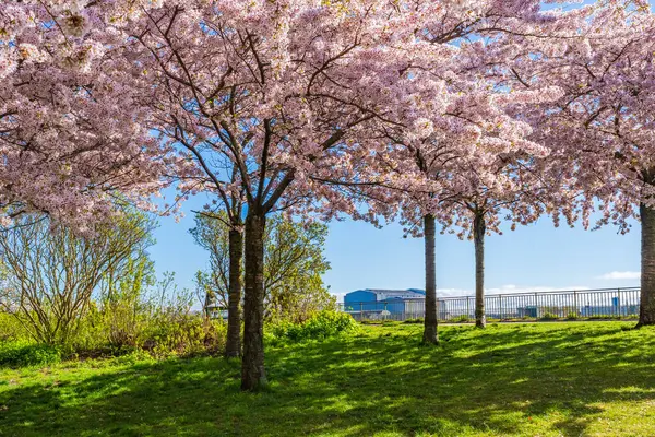Beautiful Cherry Blossom Trees Langelinie Park Copenhagen Denmark lizenzfreie Stockfotos