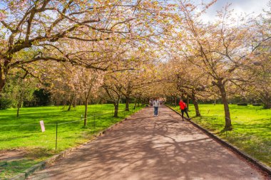 COPENHAGEN, DENMARK - 15 Nisan 2024: Bispebjerg Mezarlığı 'ndaki Japon kiraz ağaçları bulvarı bahar aylarında çiçek açtığında, uzun, pembe bir tünel oluşturur.