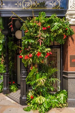 LONDON, İngiltere - 25 Mayıs 2024: Chelsea in Bloom, Chelsea sokaklarının en görkemli çiçek sergisi