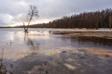 Polonya, Bialowieza 'da yarı donmuş göl.