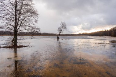 Polonya, Bialowieza 'da yarı donmuş göl.