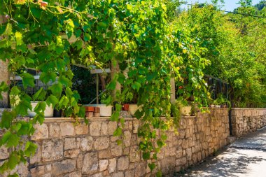 Ahşap bir çerçevenin üzerinde büyüyen yeşil üzümler. Lopud Adası, Hırvatistan
