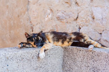 Hırvatistan 'ın Dubrovnik kentinde duvarda şekerleme yapan bir kedi