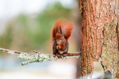 Red Squirrel (Sciurus vulgaris) in Bialowieza forest, Poland - selective focus clipart