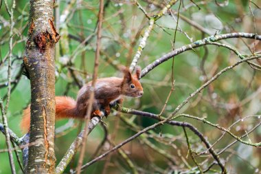 Polonya 'nın Bialowieza ormanında Kızıl Sincap (Sciurus vulgaris) - seçici bir odak noktası