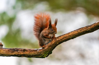 Polonya 'nın Bialowieza ormanında Kızıl Sincap (Sciurus vulgaris) - seçici bir odak noktası