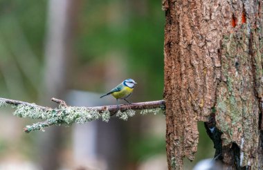 Blue tit (Cyanistes caeruleus) on a tree branch in Bialowieza forest - selective focus